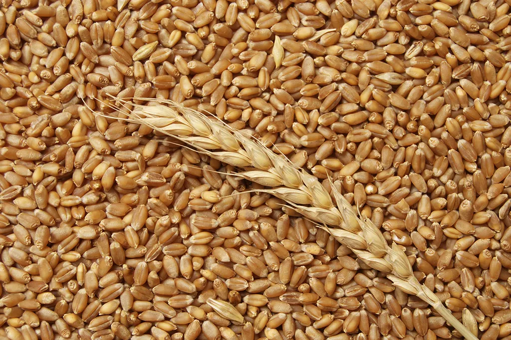 пшеница в Пскове