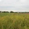 земля для фермера в Пскове 2
