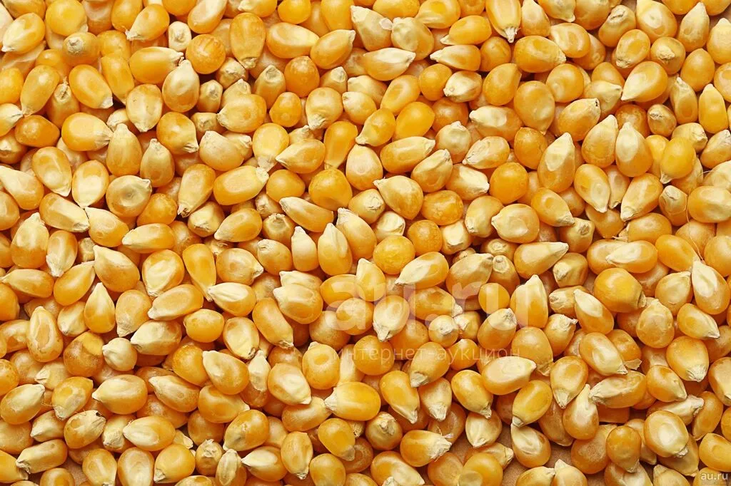 кукуруза фуражная в Пскове