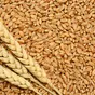 пшеница 3 класс в Пскове и Псковской области