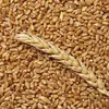 пшеница в Пскове